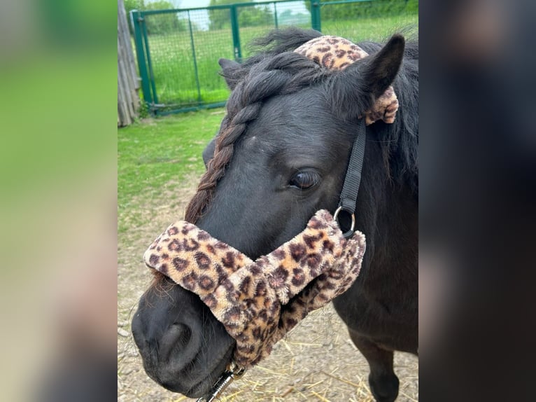 Kuce szetlandzkie Klacz 10 lat 103 cm Kara in Iserlohn