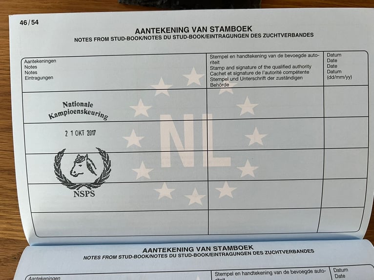 Kuce szetlandzkie Klacz 10 lat 103 cm Kara in Iserlohn