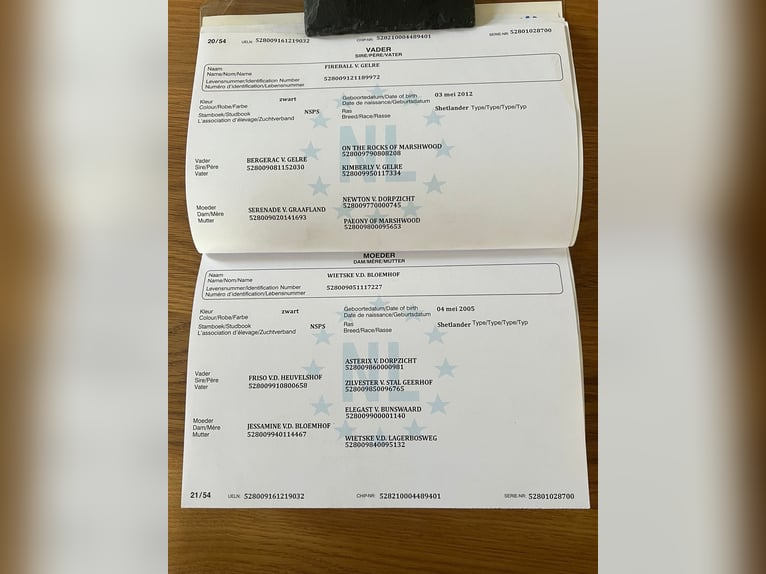 Kuce szetlandzkie Klacz 10 lat 103 cm Kara in Iserlohn