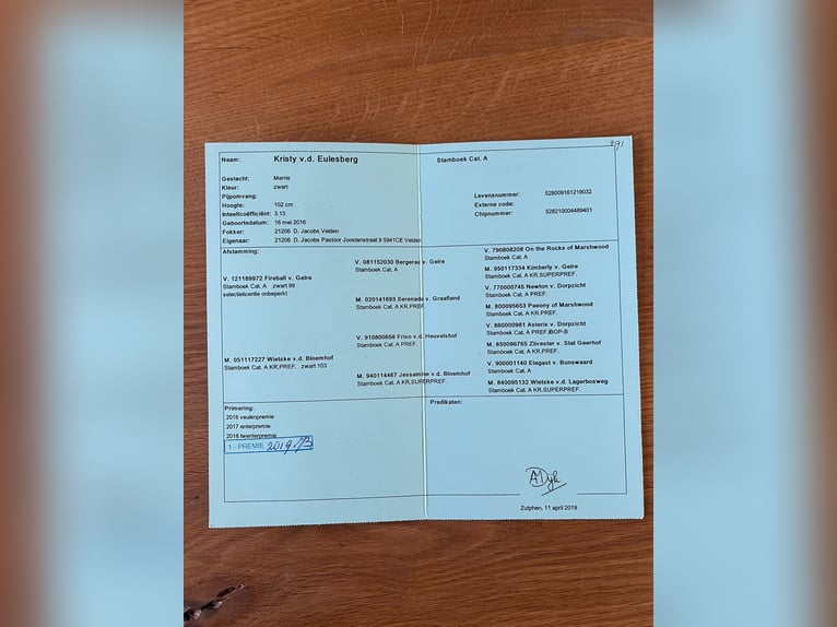 Kuce szetlandzkie Klacz 10 lat 103 cm Kara in Iserlohn