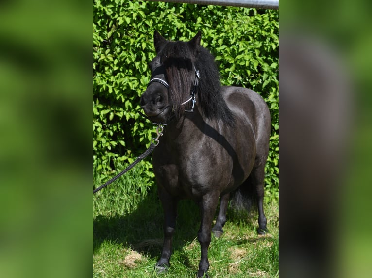 Kuce szetlandzkie Klacz 10 lat 105 cm Kara in Geilenkirchen