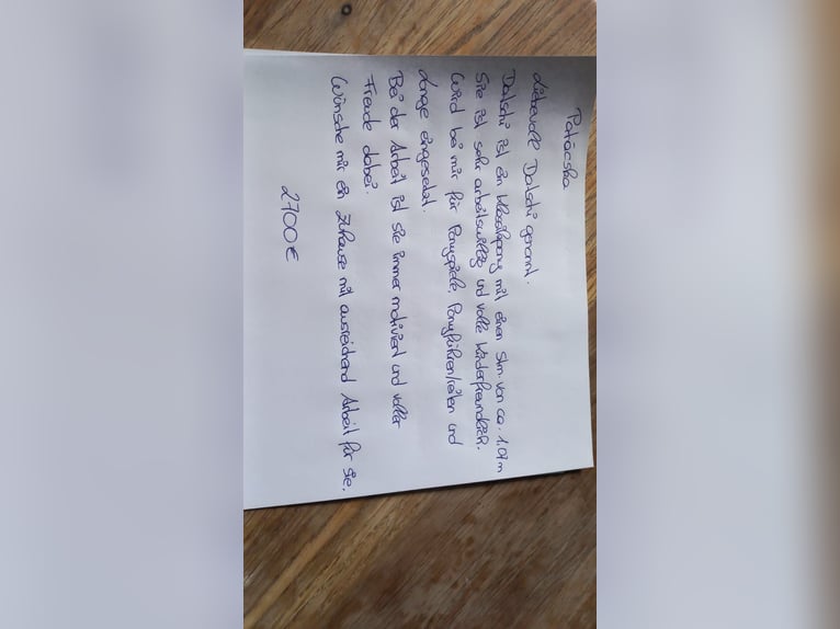 Kuce szetlandzkie Klacz 10 lat 107 cm Kasztanowata in Erpfendorf