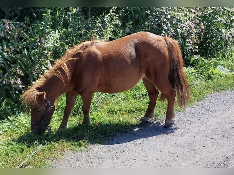 Kuce szetlandzkie Klacz 10 lat 90 cm Kasztanowata in Oberhausen-Rheinhausen