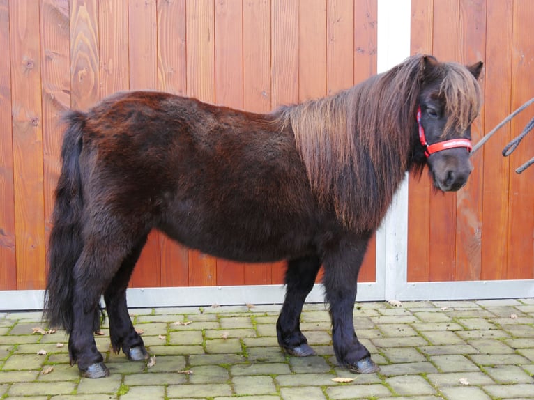 Kuce szetlandzkie Klacz 10 lat 95 cm in Dorsten