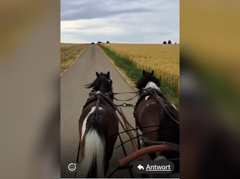 Kuce szetlandzkie Klacz 10 lat 95 cm Tobiano wszelkich maści in Biebergem&#xFC;nd