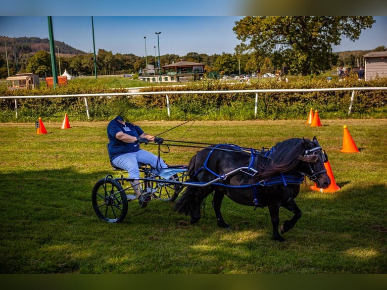 Kuce szetlandzkie Klacz 10 lat 97 cm Ciemnogniada in Maasbüll