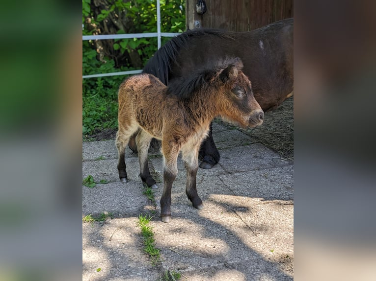 Kuce szetlandzkie Klacz 10 lat 97 cm Ciemnogniada in Maasbüll