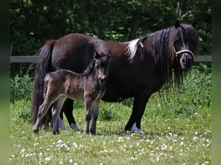 Kuce szetlandzkie Klacz 10 lat 97 cm Ciemnogniada in Maasbüll