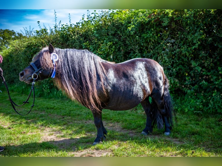 Kuce szetlandzkie Klacz 10 lat 97 cm Ciemnogniada in Maasbüll