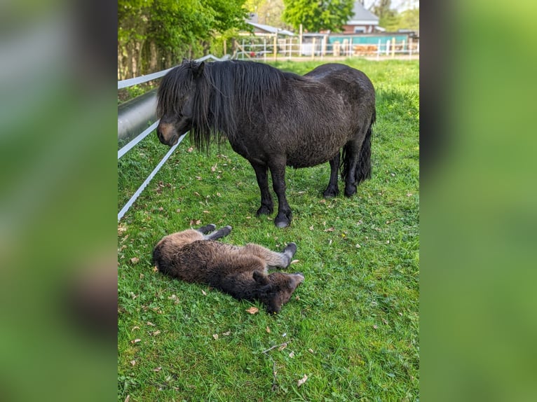 Kuce szetlandzkie Klacz 10 lat 97 cm Ciemnogniada in Maasbüll