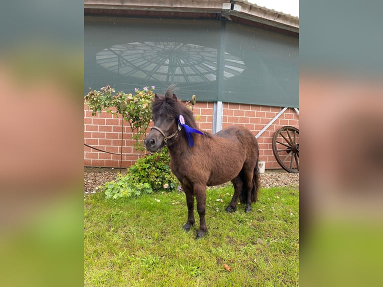 Kuce szetlandzkie Klacz 10 lat 97 cm Ciemnogniada in Maasbüll