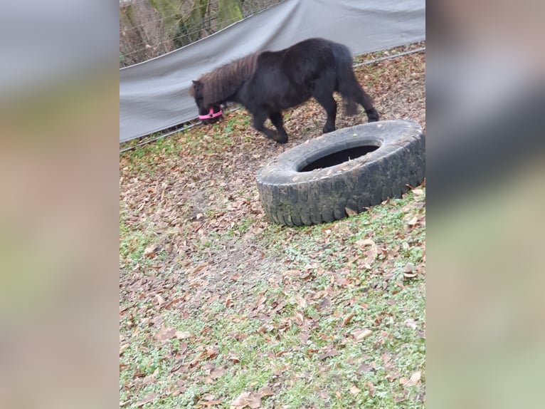 Kuce szetlandzkie Klacz 10 lat 99 cm Kara in Dorsten