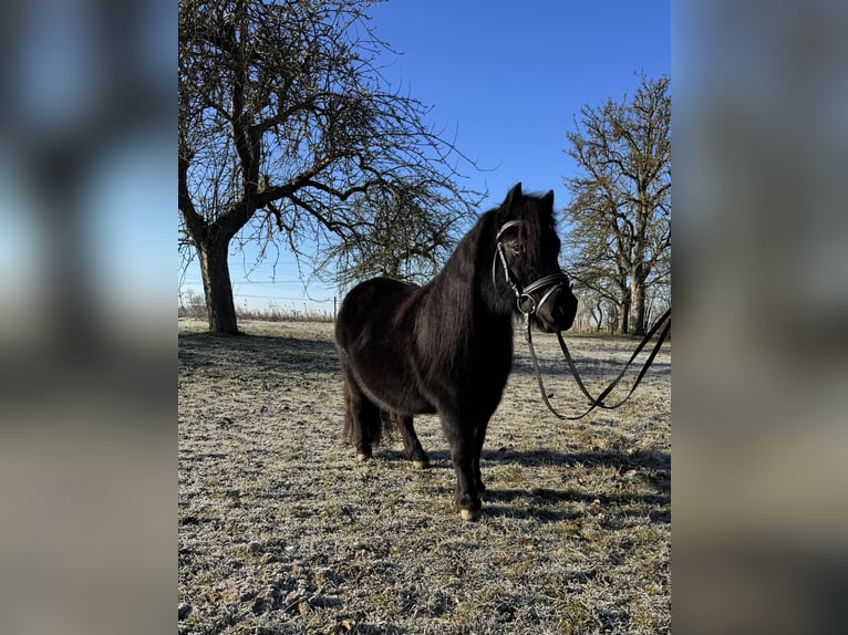 Kuce szetlandzkie Klacz 11 lat 100 cm Kara in Euerhausen