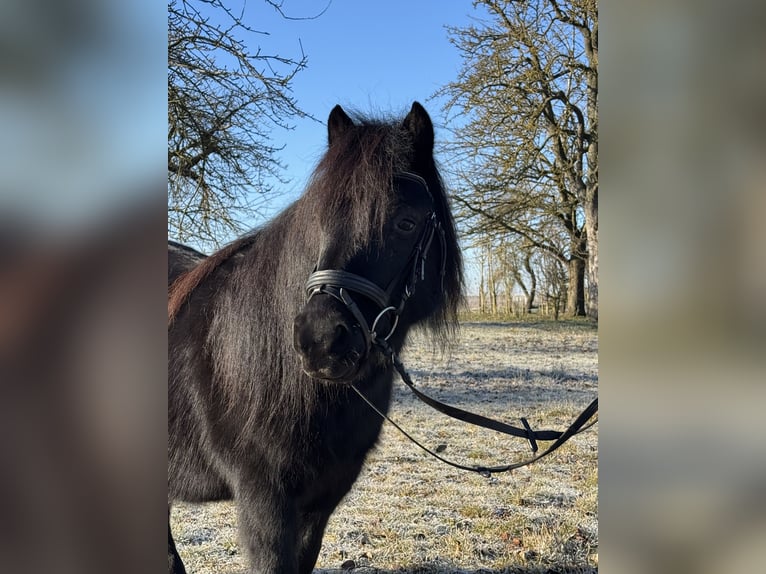 Kuce szetlandzkie Klacz 11 lat 100 cm Kara in Euerhausen