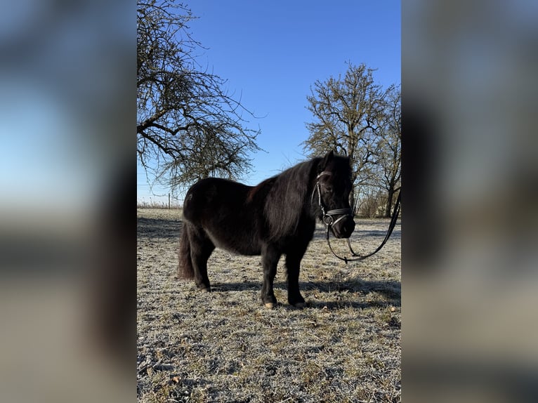 Kuce szetlandzkie Klacz 11 lat 100 cm Kara in Euerhausen