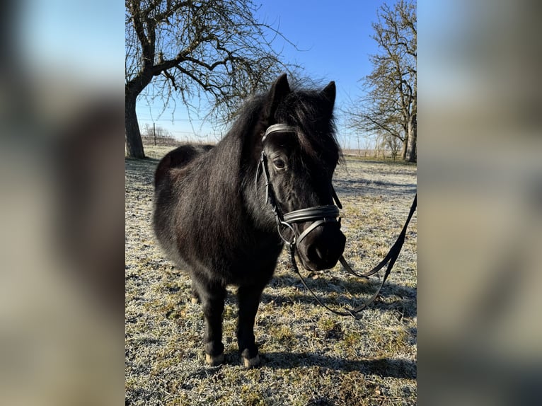 Kuce szetlandzkie Klacz 11 lat 100 cm Kara in Euerhausen