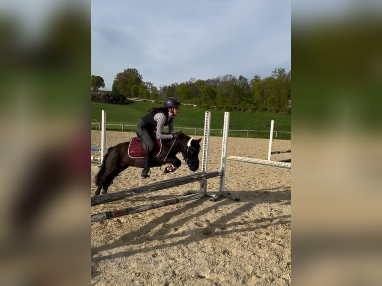 Kuce szetlandzkie Klacz 11 lat 100 cm Kara in Mainburg
