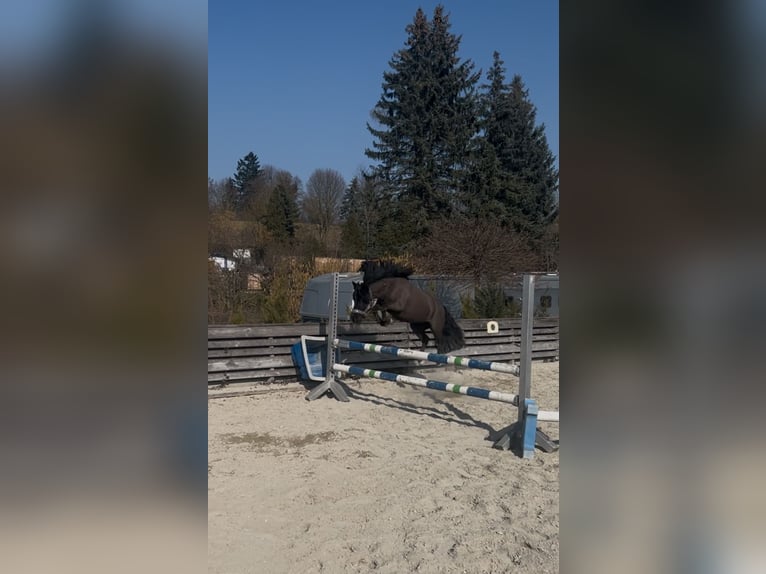 Kuce szetlandzkie Klacz 11 lat 100 cm Kara in Mainburg