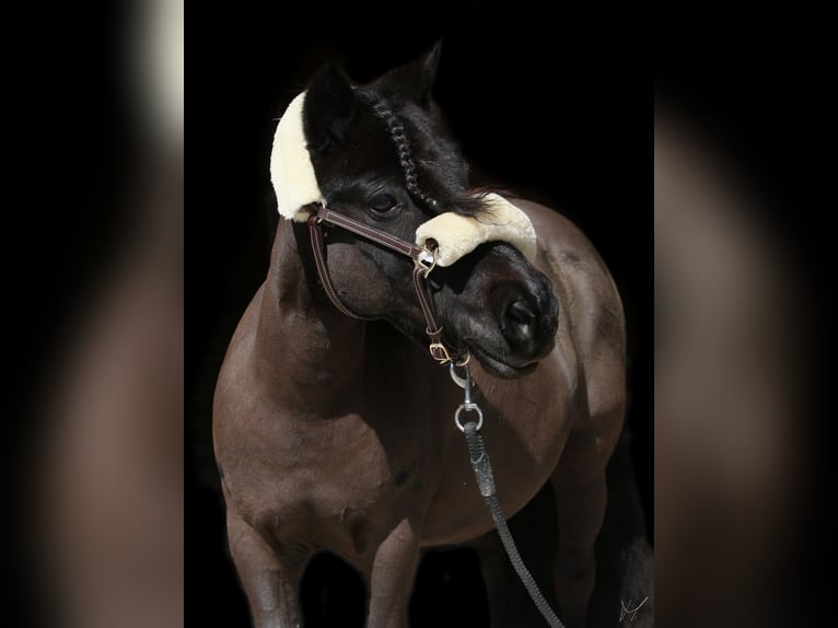 Kuce szetlandzkie Klacz 11 lat 100 cm Kara in Mainburg