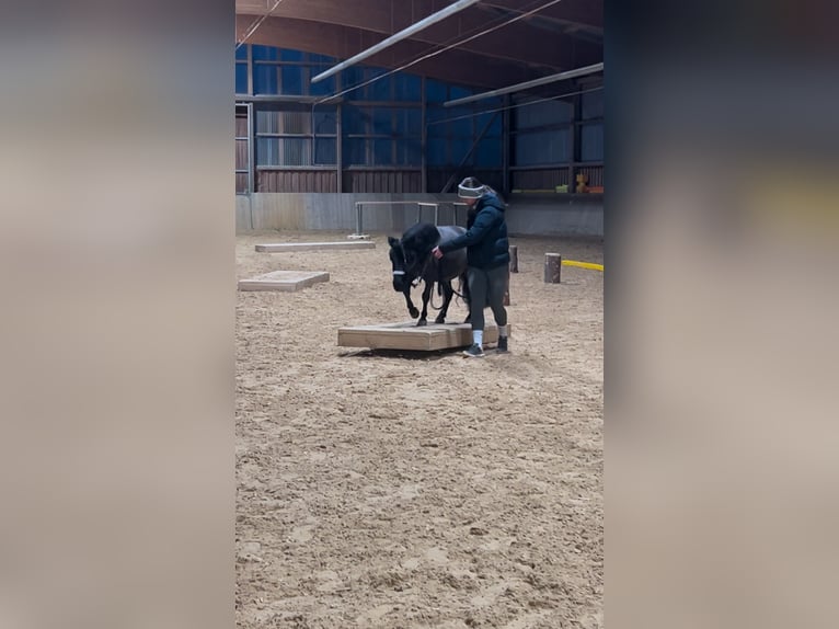 Kuce szetlandzkie Klacz 11 lat 100 cm Kara in Mainburg