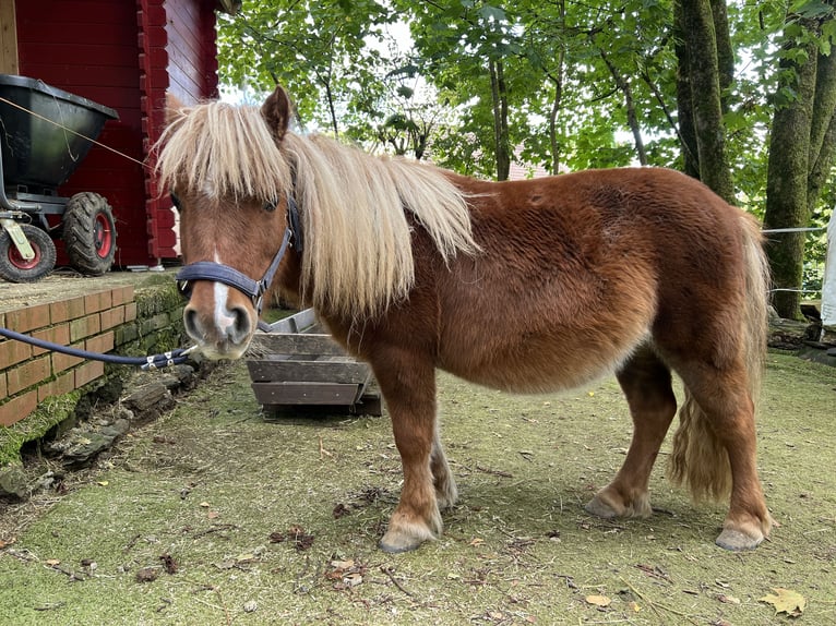 Kuce szetlandzkie Klacz 11 lat 103 cm Kasztanowata in Marienheide