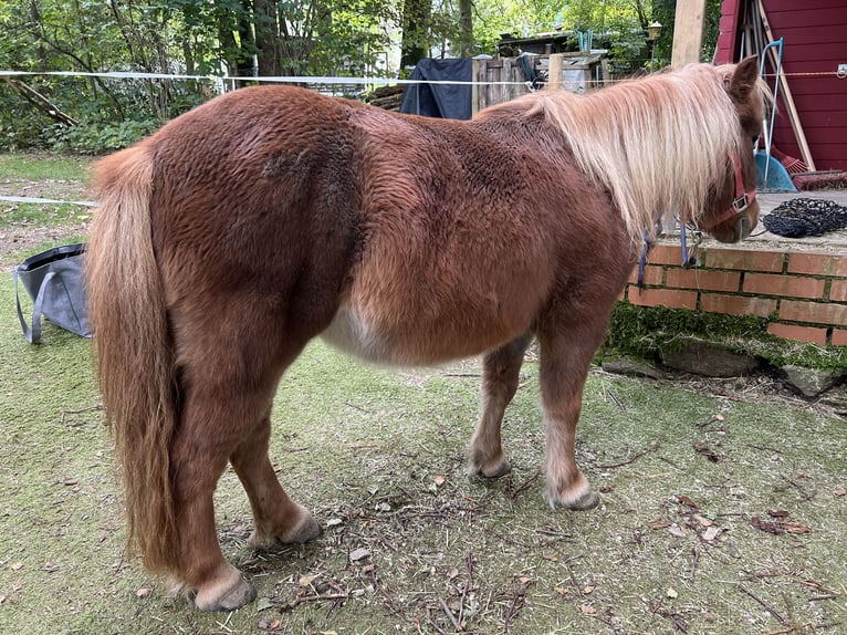 Kuce szetlandzkie Klacz 11 lat 103 cm Kasztanowata in Marienheide