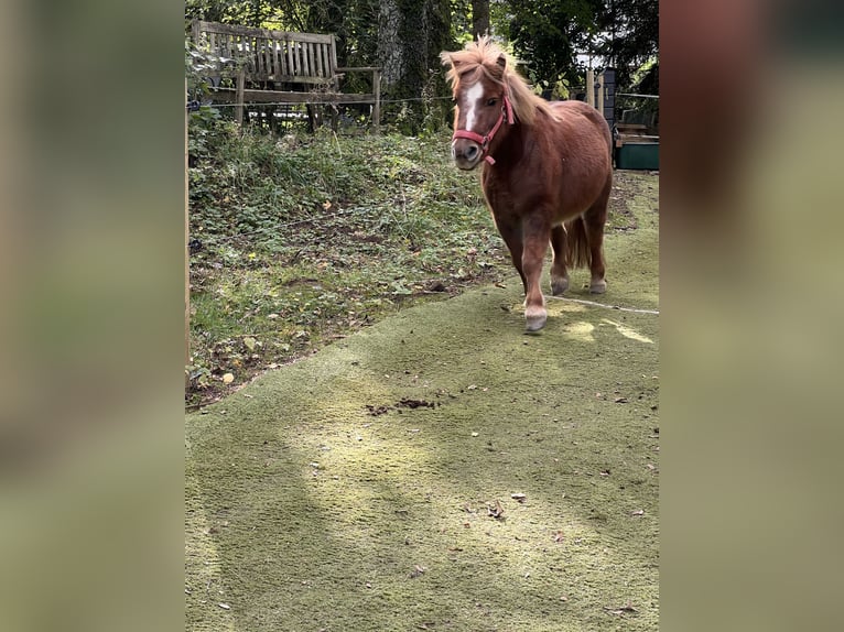 Kuce szetlandzkie Klacz 11 lat 103 cm Kasztanowata in Marienheide