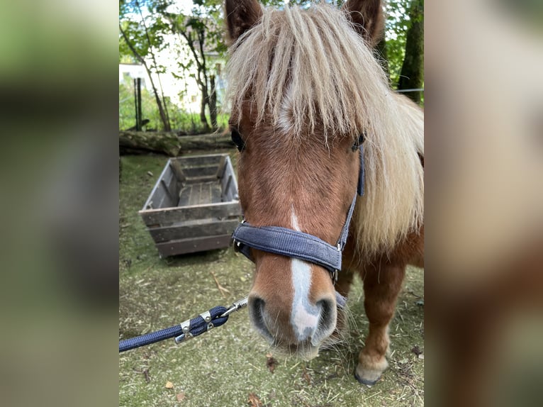 Kuce szetlandzkie Klacz 11 lat 103 cm Kasztanowata in Marienheide