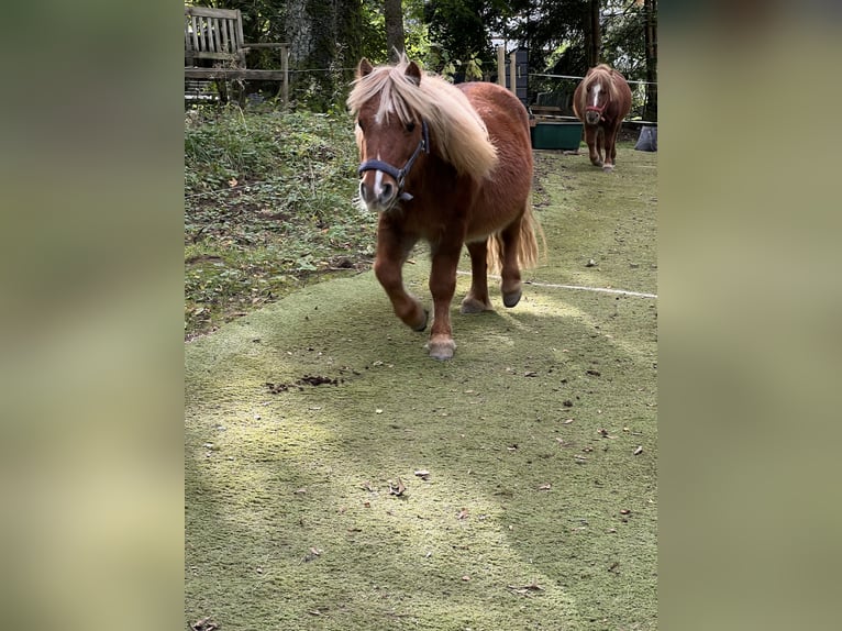 Kuce szetlandzkie Klacz 11 lat 103 cm Kasztanowata in Marienheide