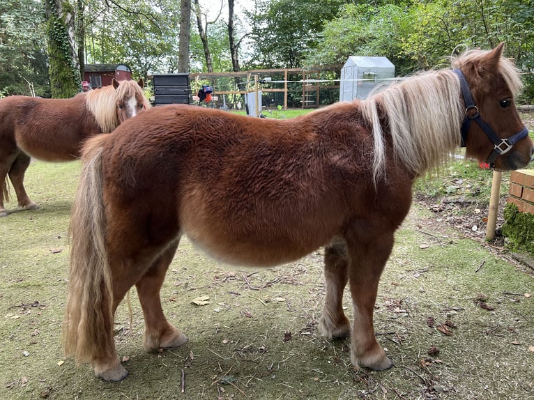 Kuce szetlandzkie Klacz 11 lat 103 cm Kasztanowata in Marienheide