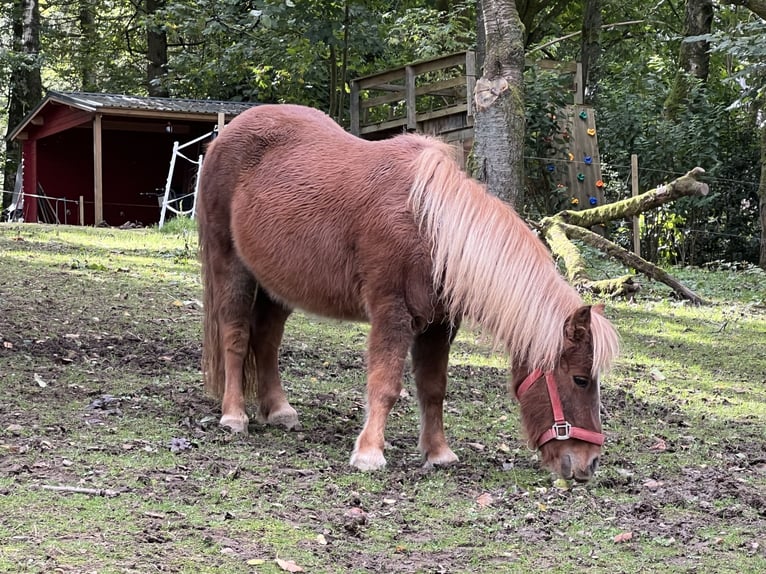 Kuce szetlandzkie Klacz 11 lat 103 cm Kasztanowata in Marienheide