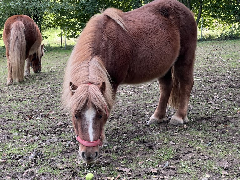 Kuce szetlandzkie Klacz 11 lat 103 cm Kasztanowata in Marienheide