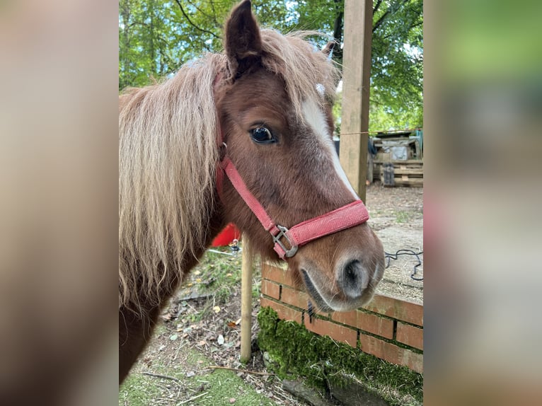 Kuce szetlandzkie Klacz 11 lat 103 cm Kasztanowata in Marienheide