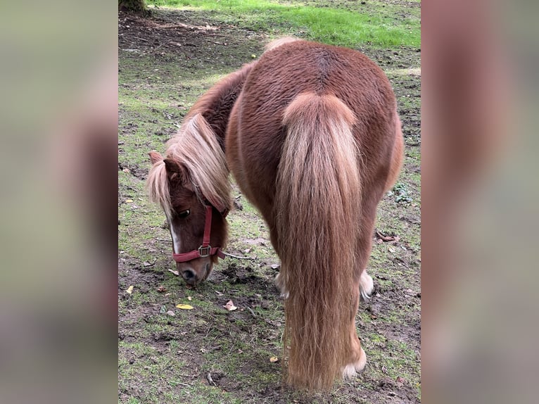 Kuce szetlandzkie Klacz 11 lat 103 cm Kasztanowata in Marienheide