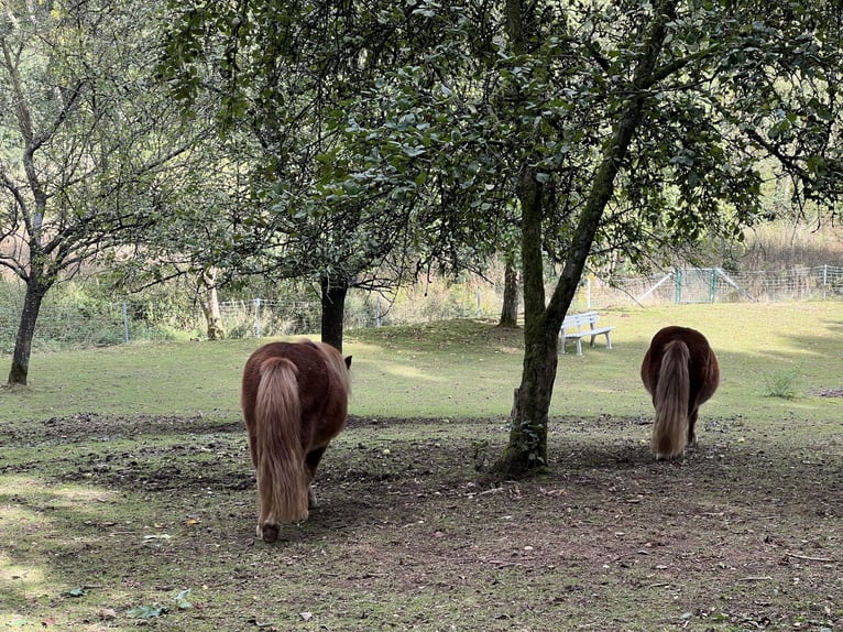 Kuce szetlandzkie Klacz 11 lat 103 cm Kasztanowata in Marienheide