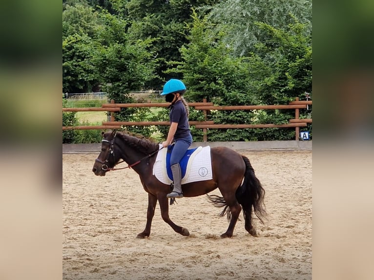 Kuce szetlandzkie Klacz 11 lat 110 cm Kara in Flöthe