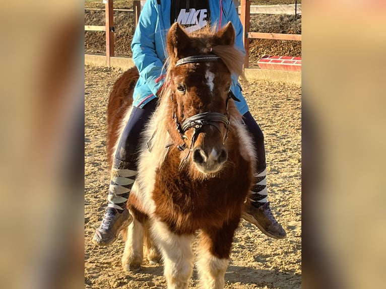 Kuce szetlandzkie Klacz 11 lat 110 cm Srokata in Ursensollen