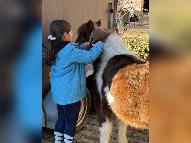 Kuce szetlandzkie Klacz 11 lat 110 cm Srokata in Ursensollen