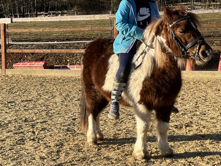 Kuce szetlandzkie Klacz 11 lat 110 cm Srokata in Ursensollen