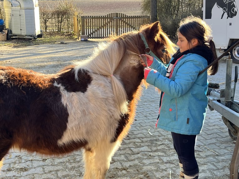 Kuce szetlandzkie Klacz 11 lat 110 cm Srokata in Ursensollen