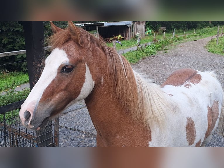 Kuce szetlandzkie Klacz 11 lat 112 cm Srokata in Meinerzhagen