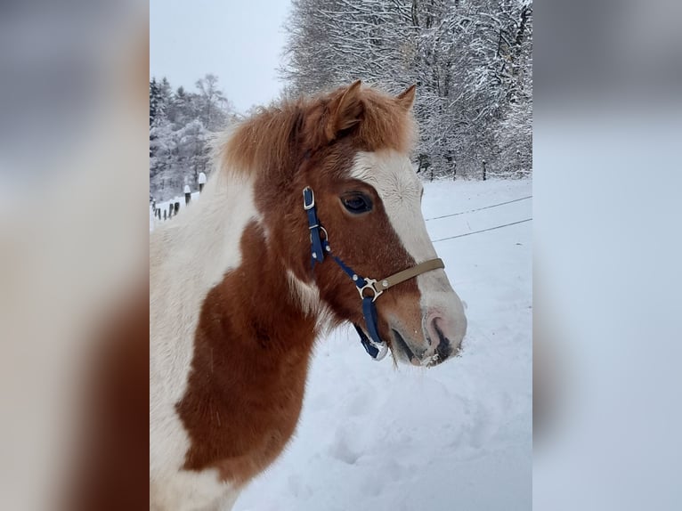 Kuce szetlandzkie Klacz 11 lat 112 cm Srokata in Meinerzhagen