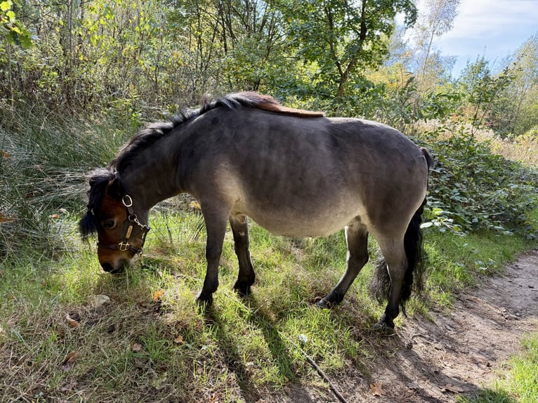Kuce szetlandzkie Klacz 11 lat 88 cm Gniada in Reinbek