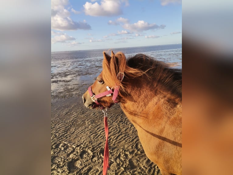 Kuce szetlandzkie Klacz 11 lat 95 cm Kasztanowata in Cuxhaven