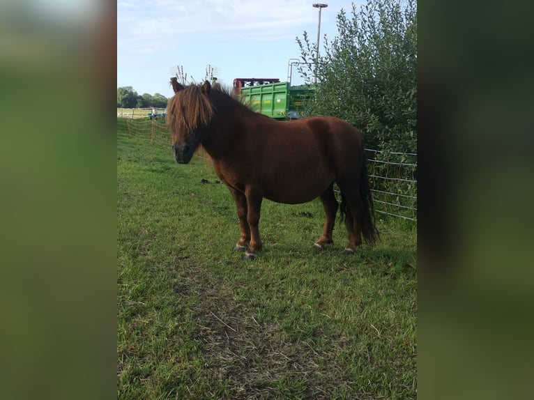 Kuce szetlandzkie Klacz 11 lat 95 cm Kasztanowata in Cuxhaven