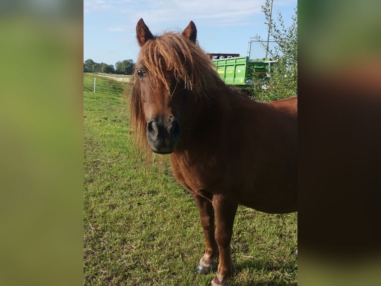 Kuce szetlandzkie Klacz 11 lat 95 cm Kasztanowata in Cuxhaven