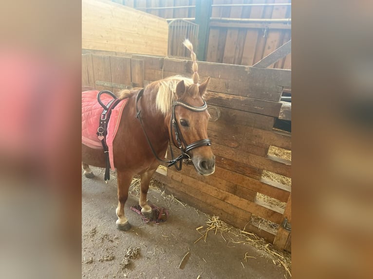 Kuce szetlandzkie Klacz 11 lat 96 cm Kasztanowata in Königsbach-Stein