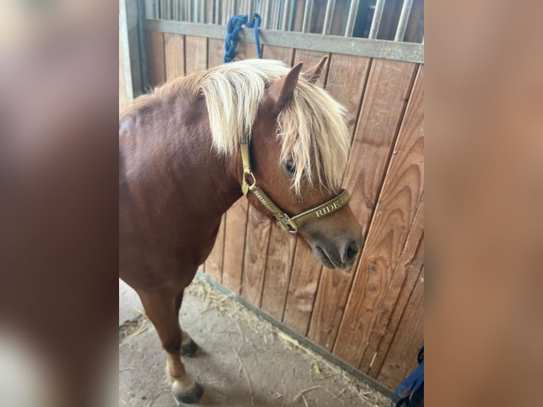 Kuce szetlandzkie Klacz 11 lat 96 cm Kasztanowata in Königsbach-Stein