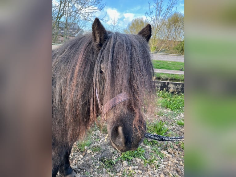 Kuce szetlandzkie Klacz 11 lat 97 cm Kara in Bodegraven