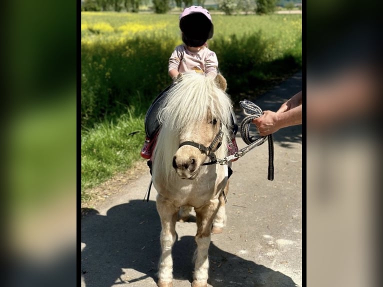 Kuce szetlandzkie Klacz 12 lat 100 cm Izabelowata in Emmerthal